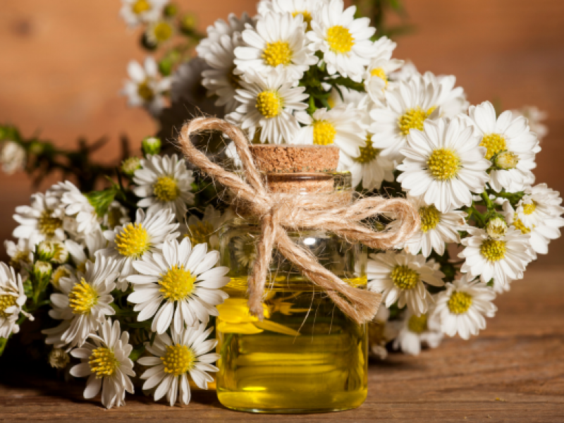 Tinh dầu hoa cúc